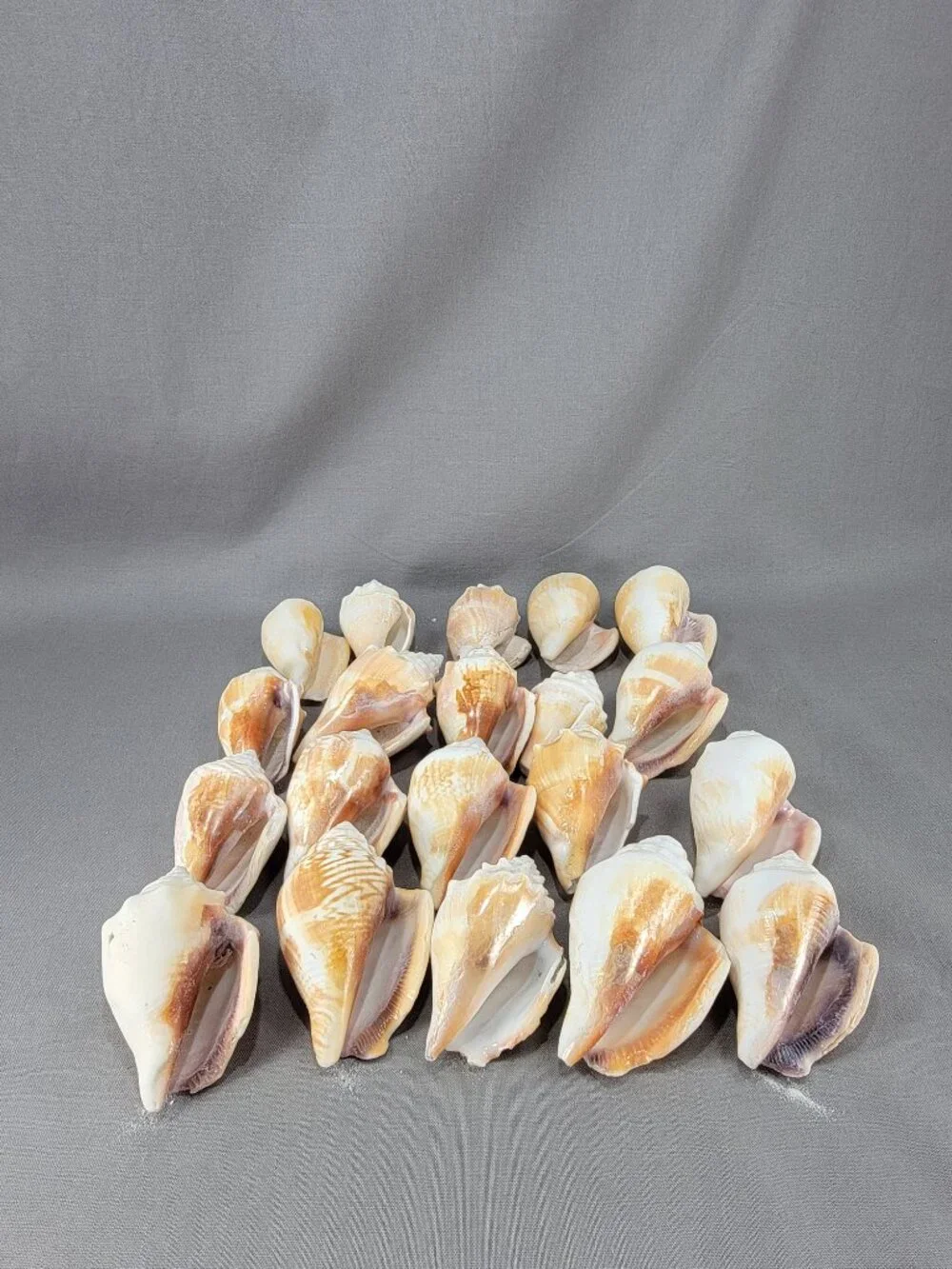 Conch Shell Seashell Lot of 20 Nautical Beach Ocean Decor Crafts